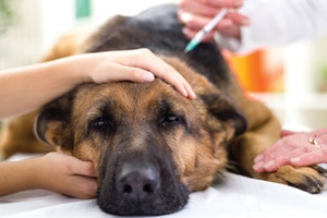 Veterinary surgeon is giving the vaccine to the dog German Shepherd,fokus on injection
